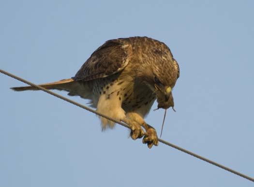 hawk-with-mouse-4-29-2008_042908_5488.jpg