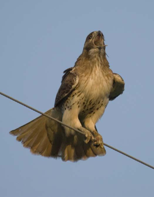 hawk-with-mouse-4-29-2008_042908_5494.jpg