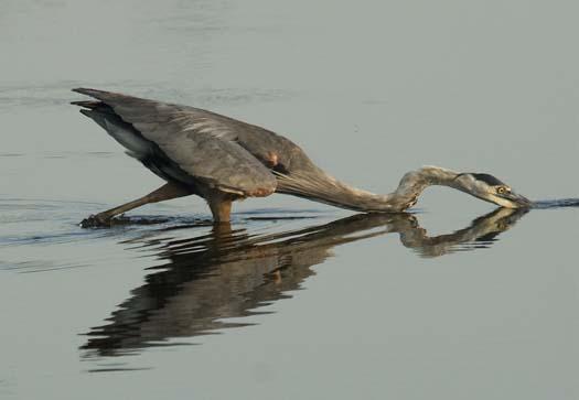 heron-egrets-8-16-2008_081608_81881.jpg