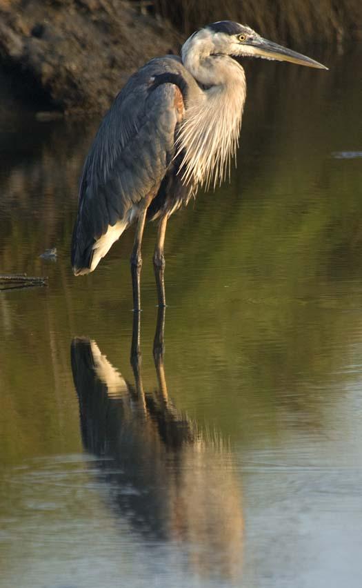 heron-egrets-8-16-2008_081608_8225.jpg