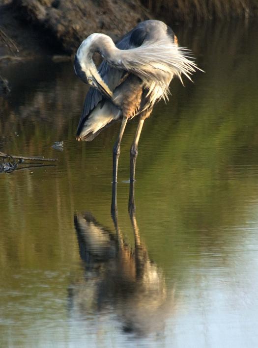 heron-egrets-8-16-2008_081608_8241.jpg