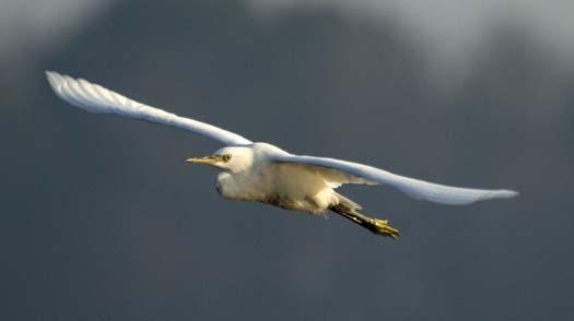 heron-egrets-8-16-2008_081608_8291.jpg