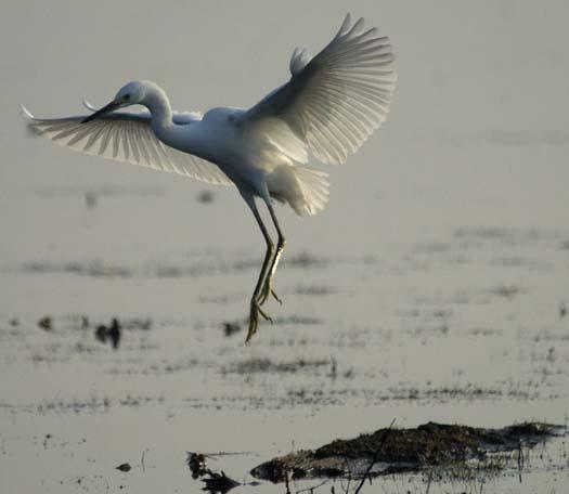 heron-egrets-8-16-2008_081608_8309.jpg