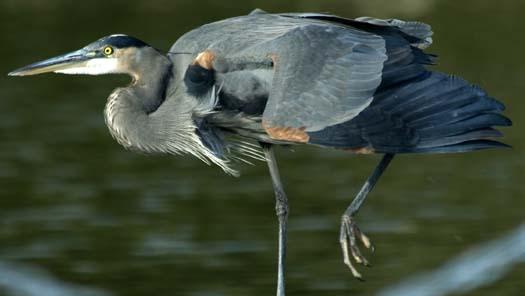 heron-on-dock-11-13-2007_1552copy1.jpg