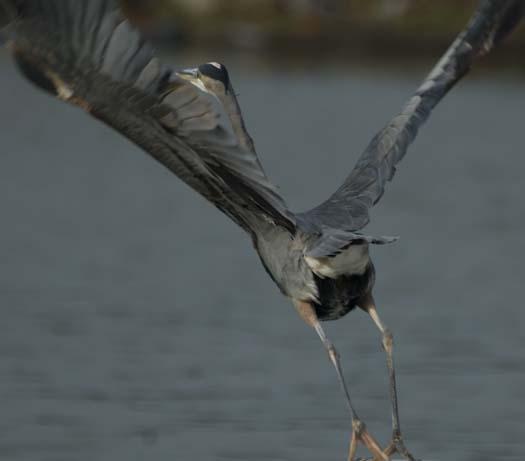 heron-on-dock-11-13-2007_1576copy1.jpg