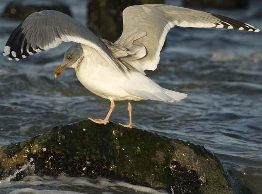 herring-gull-3-2-2008_9196.jpg