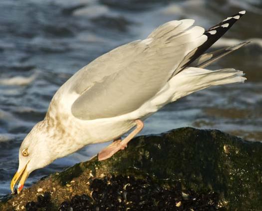 herring-gull-3-2-2008_9200.jpg