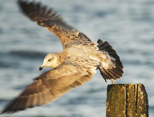 herring-gull-3-2-2008_9334.jpg