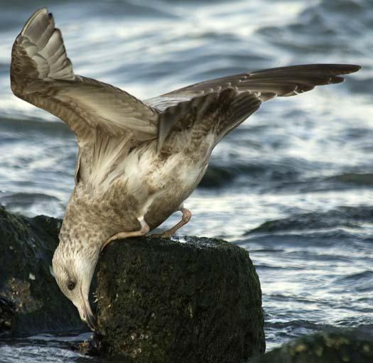 herring-gull-3-2-2008_9372.jpg