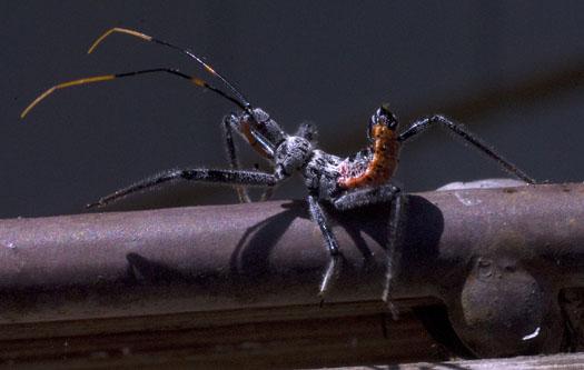 insects-in-yard-7-3-2009_070309_3045