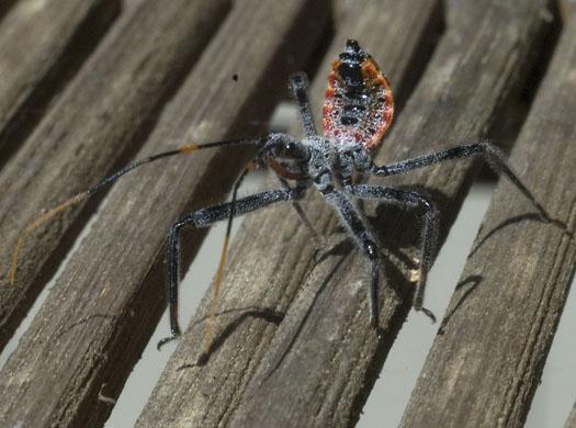 insects-in-yard-7-3-2009_070309_3056