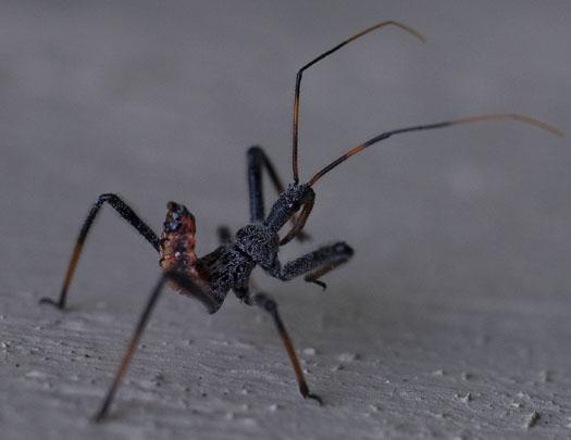 insects-in-yard-7-3-2009_070309_3193