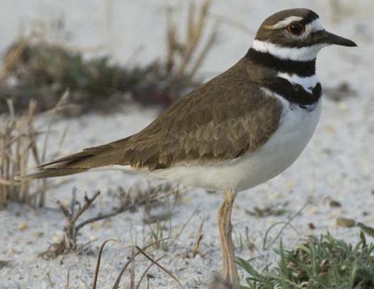 killdeer-dove-3-4-2008_9693copy1.jpg