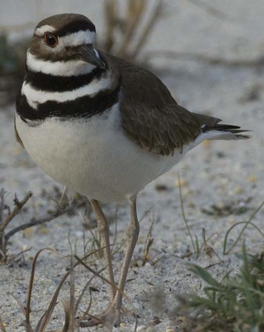 killdeer-dove-3-4-2008_9698copy1.jpg