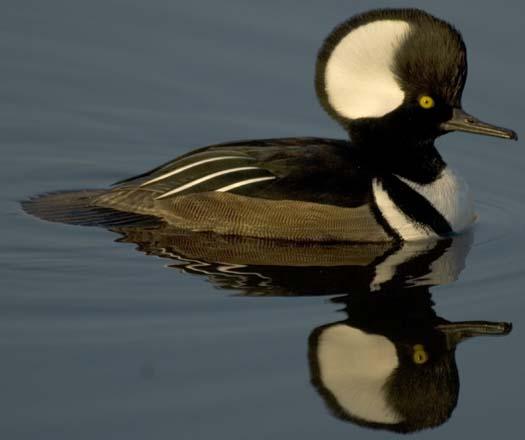 merganser-sunset-12-14-2007_3453copy1.jpg