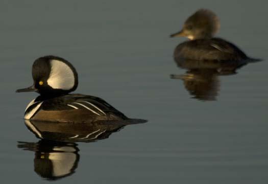 merganser-sunset-12-14-2007_3459copy1.jpg