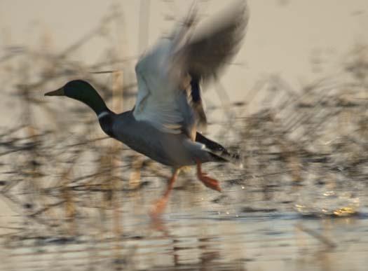 merganser-sunset-12-14-2007_3494copy1.jpg