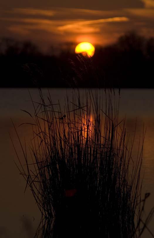 merganser-sunset-12-14-2007_3511copy1.jpg