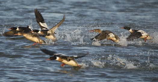 mergansers-3-21-2008_1368.jpg