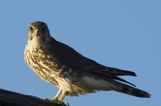 merlin-3-5-2008_9738.jpg