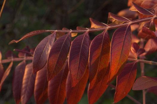 morning-leaves-11-1-2008_110108_0518.jpg