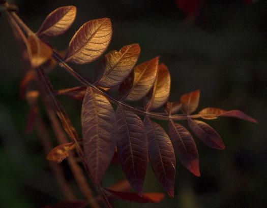 morning-leaves-11-1-2008_110108_0543.jpg