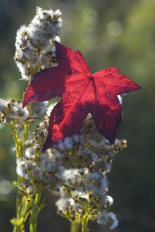 morning-leaves-11-1-2008_110108_0625.jpg