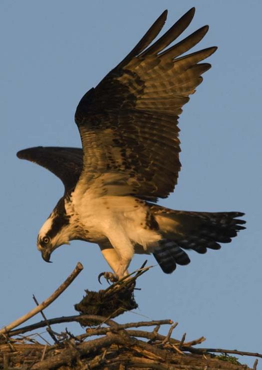 osprey-3-12-2008_0008.jpg