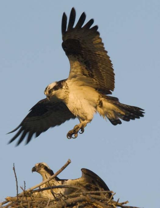 osprey-3-12-2008_0017.jpg