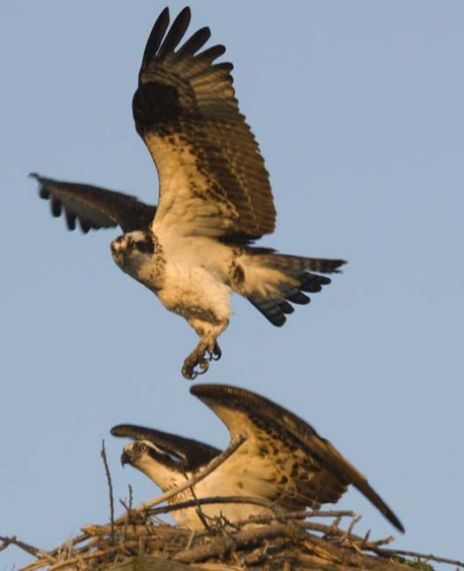 osprey-3-12-2008_0022.jpg