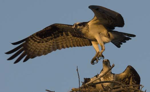 osprey-3-12-2008_0027.jpg