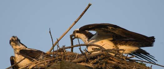 osprey-3-12-2008_0037.jpg