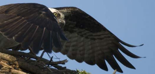 osprey-3-13-2008_0135copy.jpg