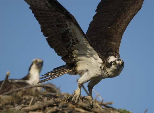 osprey-3-13-2008_0137copy.jpg