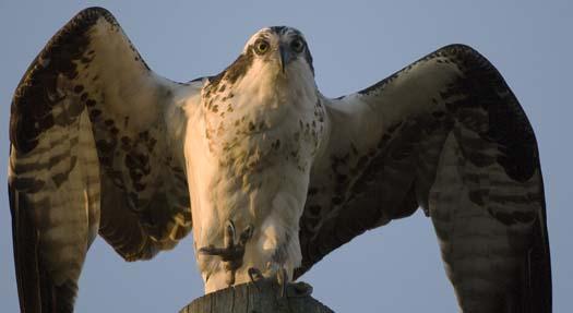 osprey-3-13-2008_0165copy.jpg