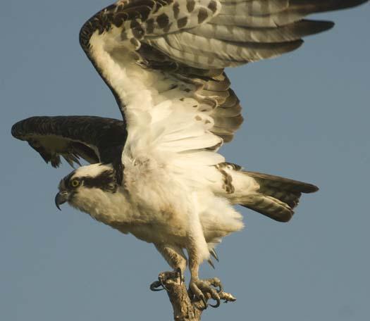 osprey-4-25-2008_042508_4962.jpg