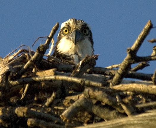 osprey-brandt-3-17-2009_031709_5284