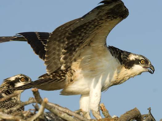 osprey-nest-7-13-2008_071308_6139.jpg