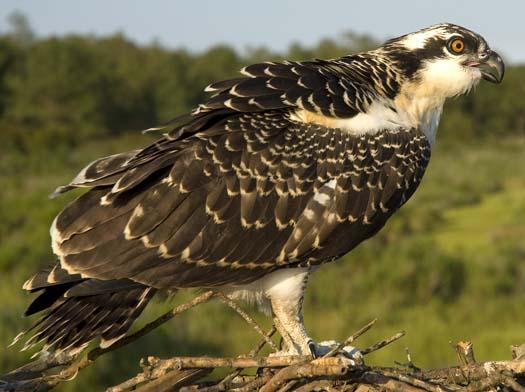 osprey-nest-7-13-2008_071308_6277.jpg