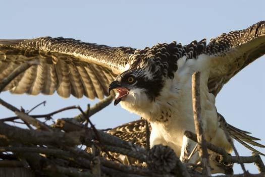 osprey-nest-7-13-2008_071308_6320.jpg