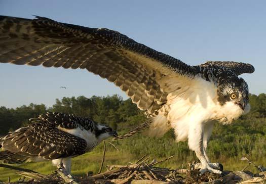 osprey-nest-7-13-2008_071308_6412.jpg