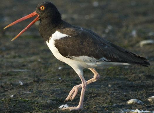 oyster-catchers-pelicans-762009_070609_5049