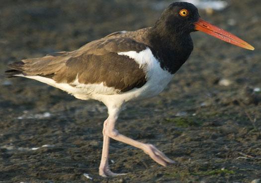 oyster-catchers-pelicans-762009_070609_5090