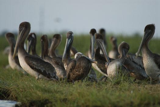 oyster-catchers-pelicans-762009_070609_5145