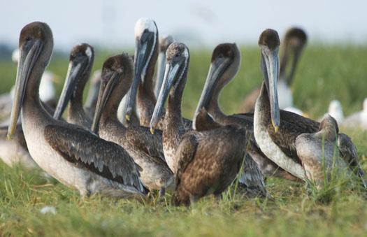 oyster-catchers-pelicans-762009_070609_5174