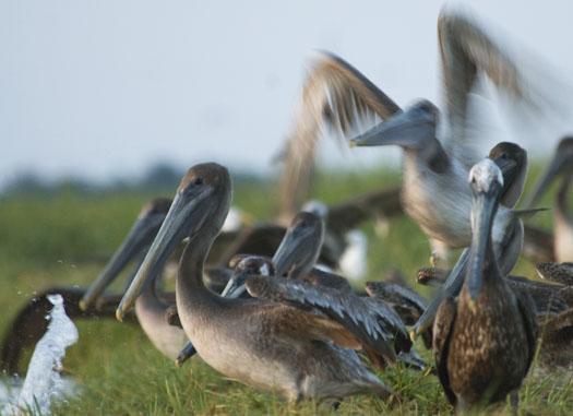 oyster-catchers-pelicans-762009_070609_5184