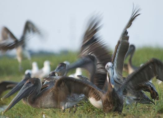 oyster-catchers-pelicans-762009_070609_5186