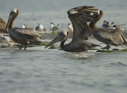 pelicans-egrets-7-18-2008_071808_7398.jpg