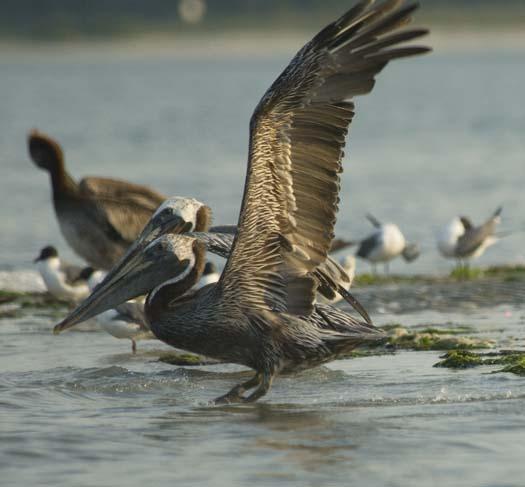 pelicans-egrets-7-18-2008_071808_7401.jpg