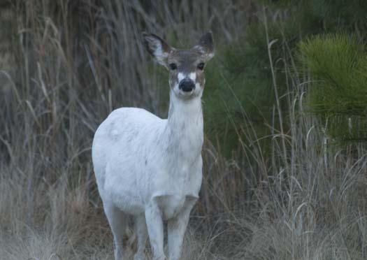 piebald-at-cape-sp-3-24-2008_0119.jpg